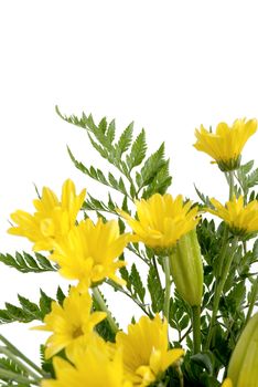 Detail of yellow daisy flowers isolated on white background.