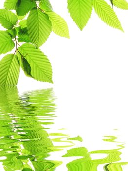 green leave and water surface with copyspace