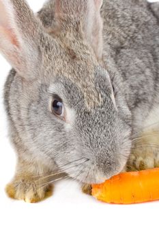 close-up rabbit eating carrot, isolated on white