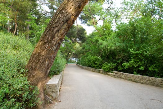 green park alley in the Crimea