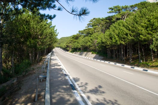 road through the forest