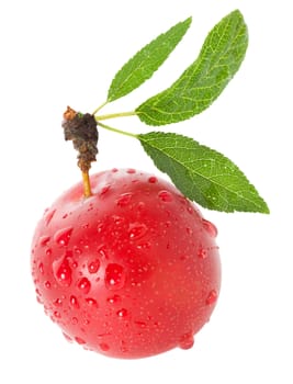 wet ripe plum, isolated on white