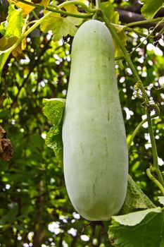 big gourd in farm