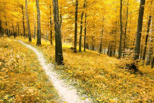 a path is in the autumn forest     