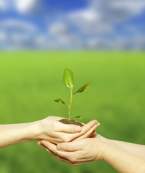 plant in the hand on field background