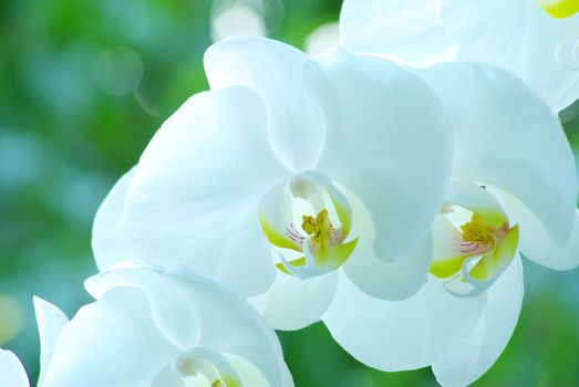White orchid isolated on green background