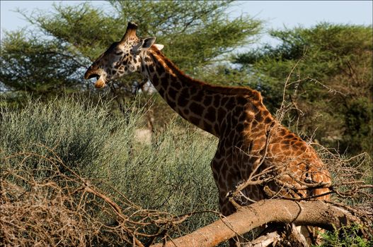 The giraffe eats an acacia. The giraffe in acacia bushes has broken and chews sheet a prickly branch.