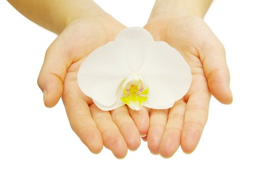 Hands and orchid over isolated white background