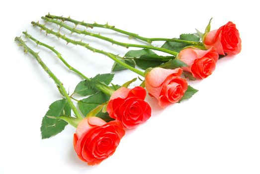 red rose isolated on a white background