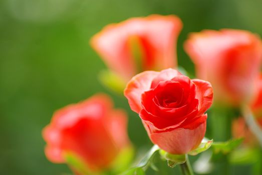 red rose on a green background