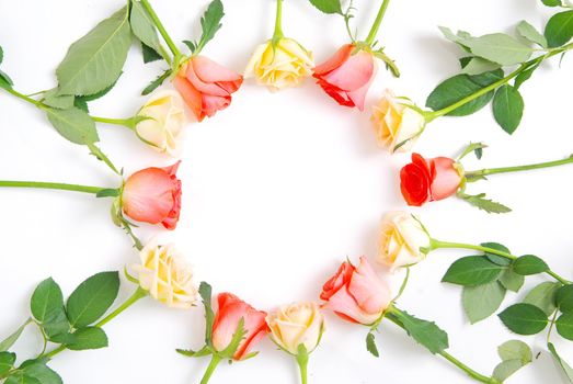 red rose isolated on a white background