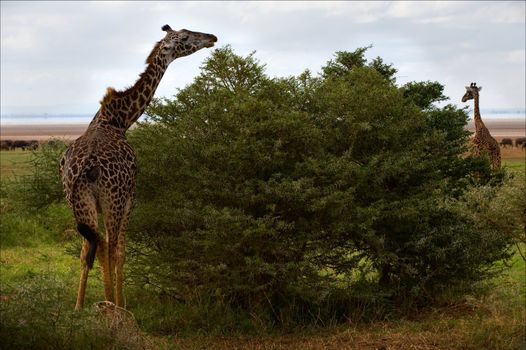 The giraffe at acacia bushes breaks a prickly branch.