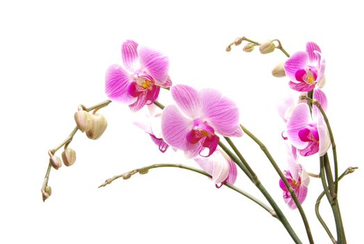 Pink orchid isolated on a white background