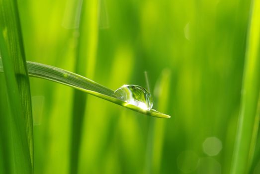 Dew drop on a blade of grass 