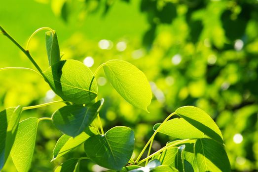 green leaves background in a sunny day     