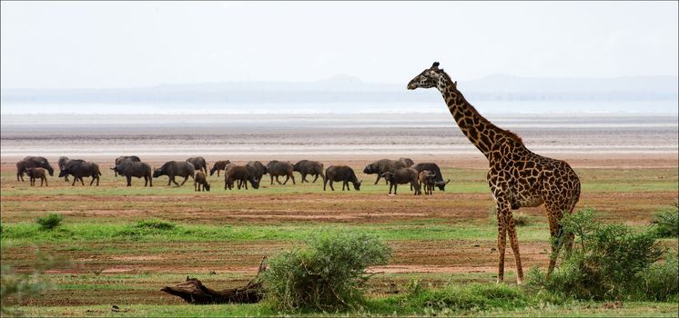 Giraffe and buffalos. The giraffe costs against grazed herd of buffalo s.