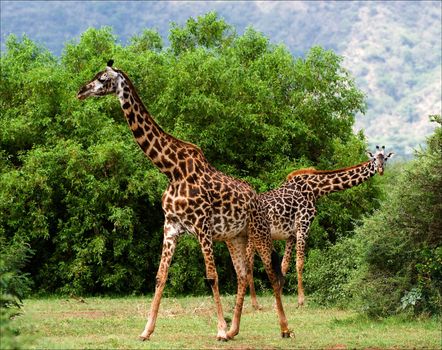 Two giraffes are grazed at acacia bushes. The pair giraffes is grazed at green bushes of an acacia at bottom of mountains.