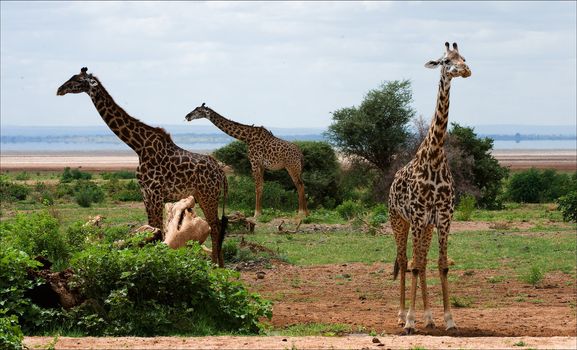 Three giraffes are fed at bushes of a prickly acacia.