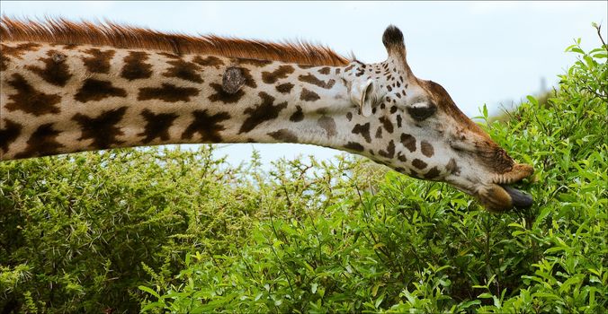 The giraffe has tended to a bush and having extended dark blue language tears leaves.