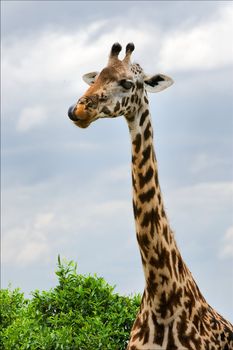 Portrait of a giraffe. A vertical portrait of a licking lips giraffe against the sky.