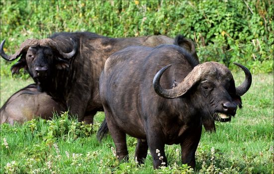 Buffalo s are grazed on a green lawn.