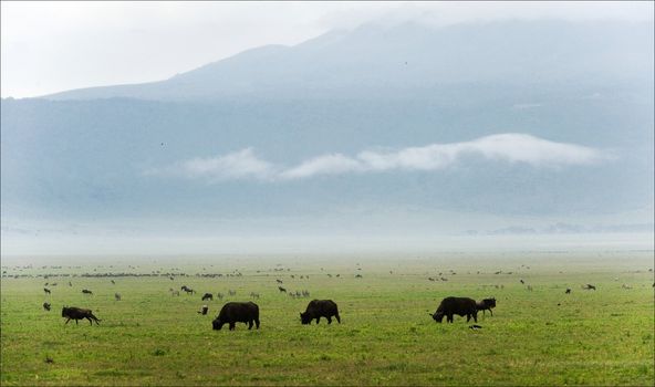 Buffalo s are grazed on a green valley of a crater of Ngoro Ngoro.