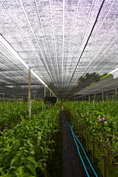orchid farm in thailand