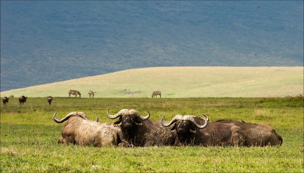 Buffalo s have a rest. Buffalo s lie and have a rest on a green grass in a crater of Ngoro Ngoro.