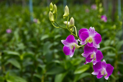 thai orchid