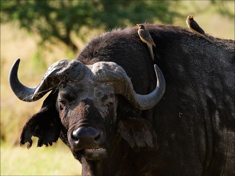 Portrait of a buffalo with a birdie. A portrait of the buffalo chewing a grass with birds at a short distance.