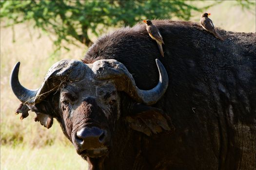 Portrait of a buffalo with a birds. A portrait of the buffalo chewing a grass with birds at a short distance.