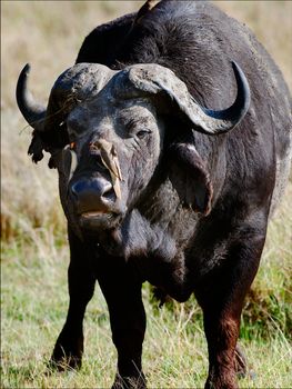 Portrait of a buffalo with a birds. 3 A portrait of the buffalo chewing a grass with birds at a short distance.