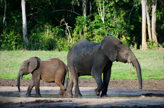 African Forest Elephants.Loxodonta cyclotis. Forest elephants on the fringe of the forest in jungle It is Central - African Republic.