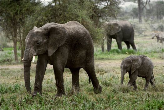 The family of the African Bush Elephants.Loxodonta africana.The family of the African Bush Elephants. The African Bush Elephant (Loxodonta africana) is the larger of the two species of African elephant. 