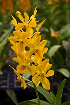 thai orchid