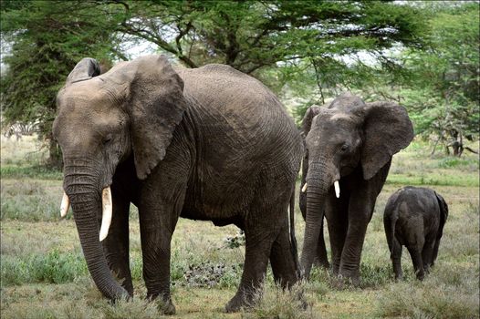 It is punished. The family of the African Bush Elephants. 