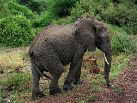 Portrait in profile Elephant ( Loxodonta africana) at road.