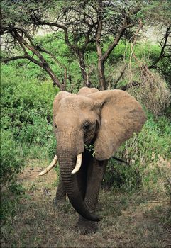 Portrait en face Loxodonta africana against an acacia