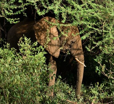 Elephant in bushes. The elephant hides from the midday hot sun in branches of an acacia and chews leaves.