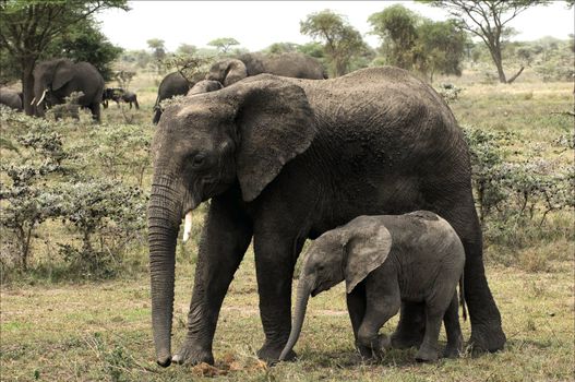 The family of the African Bush Elephants. The elephant calf with mum go on the savanna dried up by the sun.