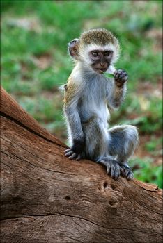 Vervet Monkey (Chlorocebus pygerythrus). The Vervet Monkey (Chlorocebus pygerythrus), sometimes simply known as the Vervet, is an Old World monkey in the family Cercopithecidae which is native to Africa.  