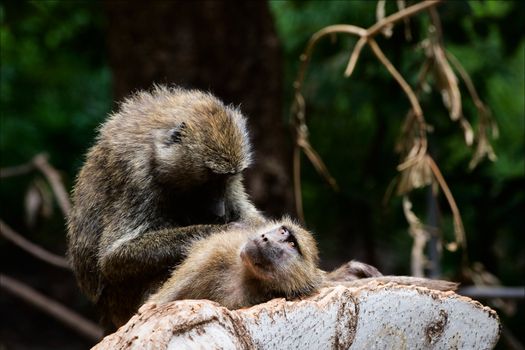 Procedures. 2 The baboon cleans the neighbor, trying to discover and eating insects - parasites.