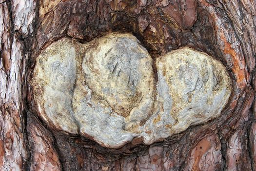 Pine tree trunk close-up with leftover of bark damage with unusual form