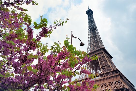 Flowering tree near the Eiffel Tower. Photo with tilt-shift lens