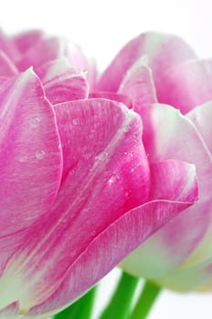 Lots of pink tulips on a white background