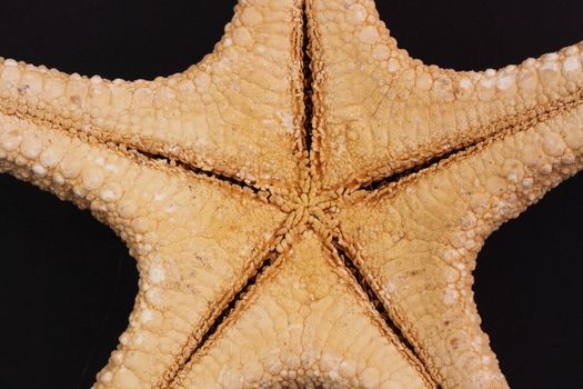 starfish