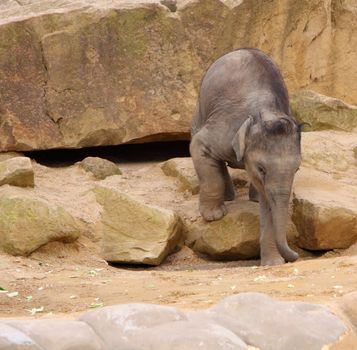 baby elephant