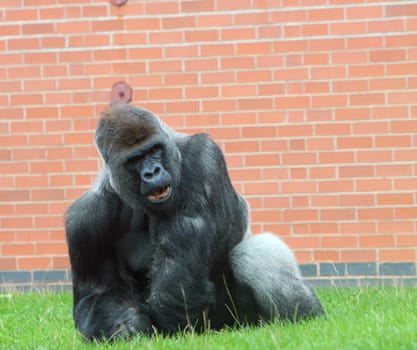 male gorilla