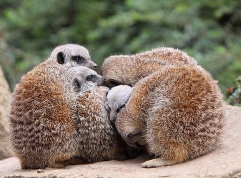 meerkats