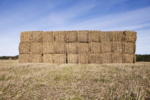 Bale of Haystack on a sunny day